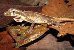 Anolis lyra