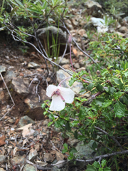 Calochortus umbellatus