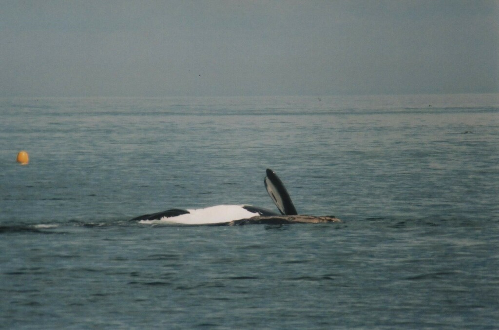 Right whale rolling with white belly and flipper raised