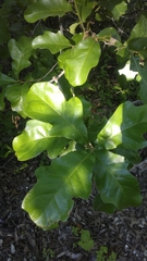 Quercus sinuata breviloba