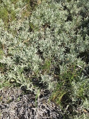 Arctotis stoechadifolia