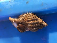 Fusitriton oregonensis