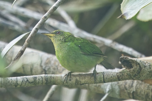 Mielerito Verde (Chlorophanes spiza)