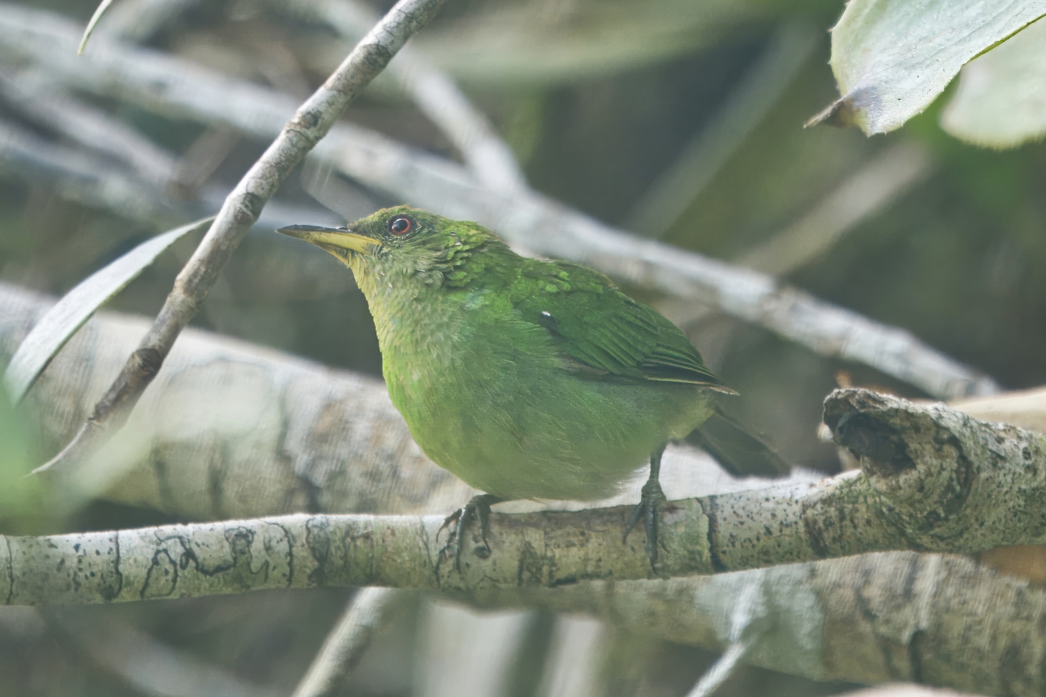 Green Honeycreeper illustration