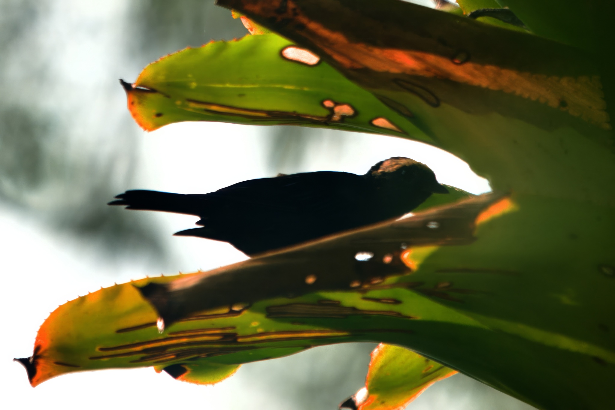 Opal-crowned Tanager (Tangara callophrys), photo 7