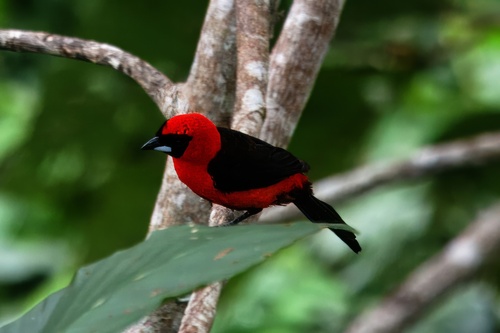 Masked Crimson Tanager (Ramphocelus nigrogularis), photo 9