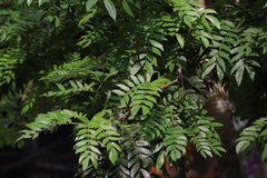 Calliandra tergemina