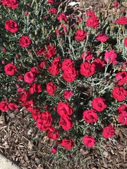 Dianthus caryophyllus