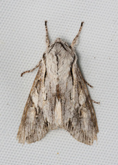 Egira crucialis