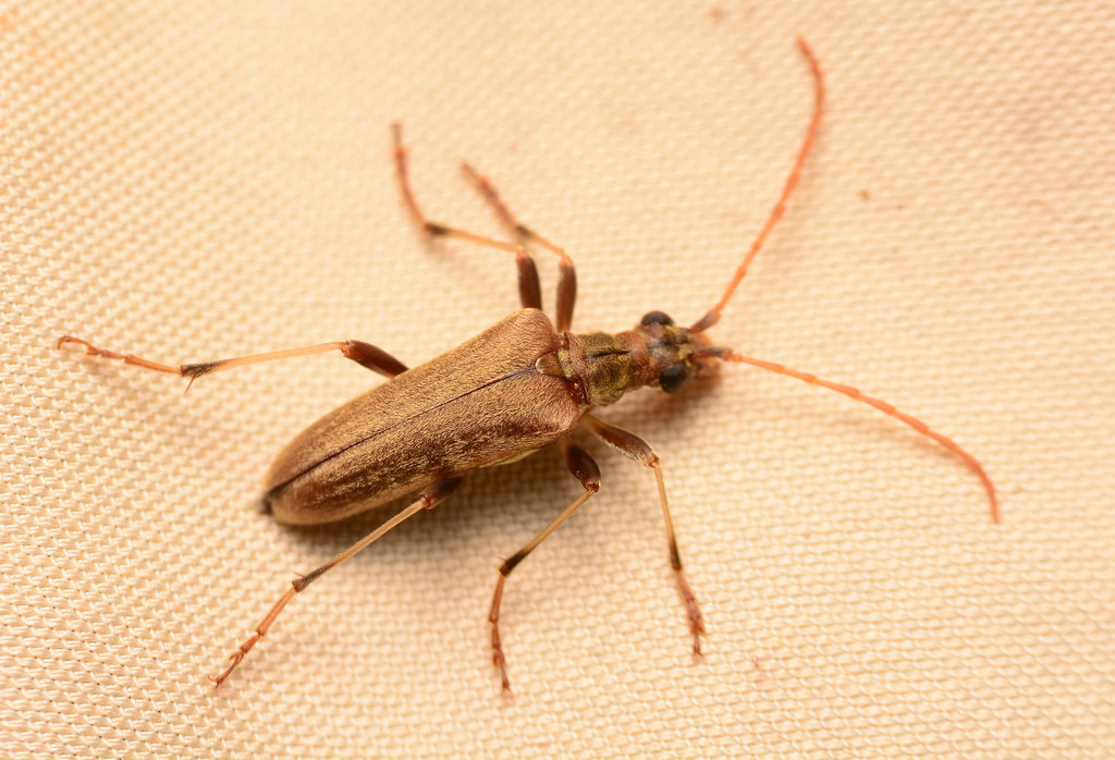 Toxotopsis