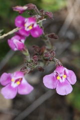 Craterostigma wilmsii