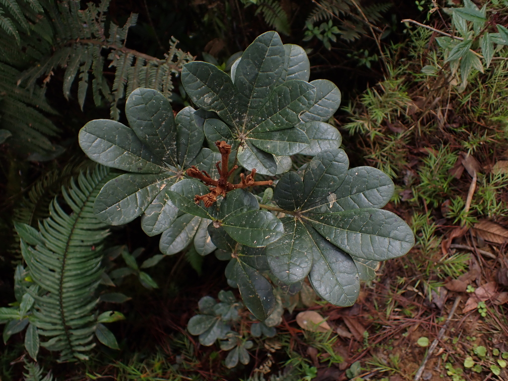 Tabebuia vinosa