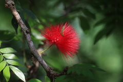 Calliandra tergemina