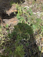 Galactia floridana