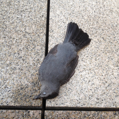 Dumetella carolinensis