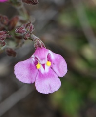 Craterostigma wilmsii
