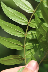 Calliandra tergemina