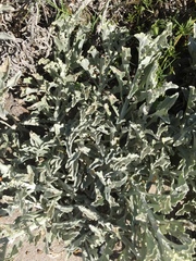 Arctotis stoechadifolia