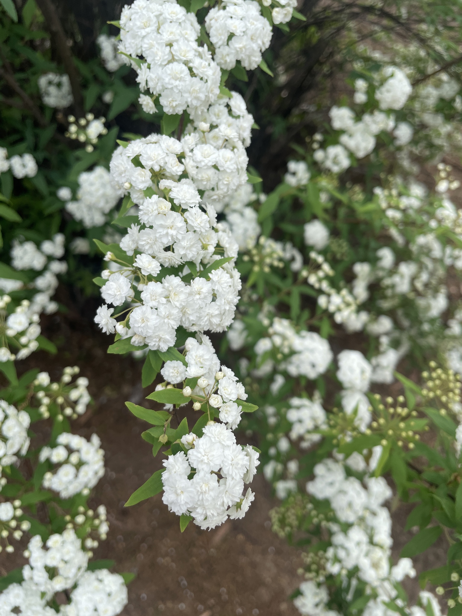 Imagem de Bridal Wreath