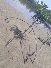 Rhizophora mangle
