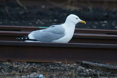 Larus argentatus