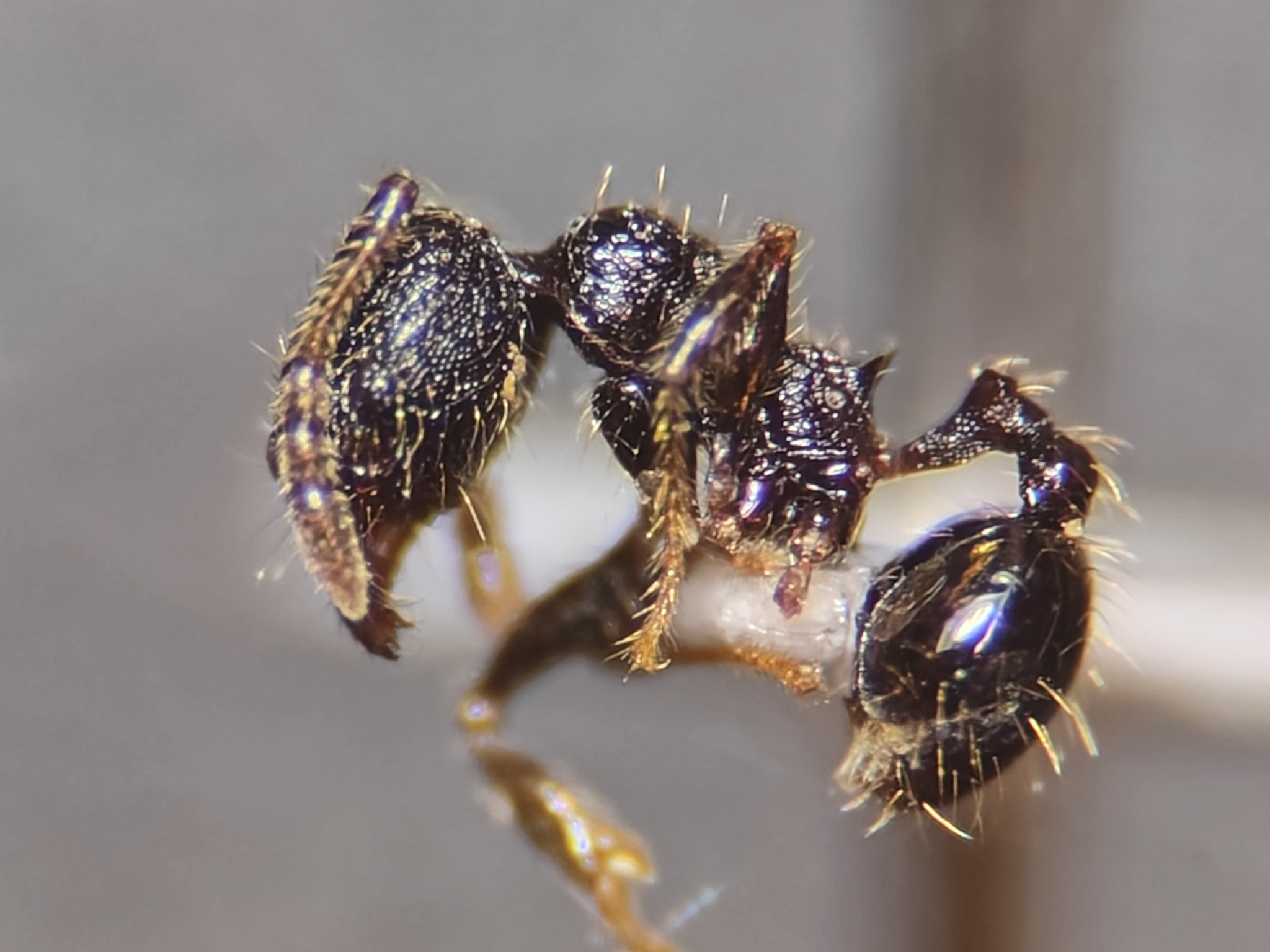 Pheidole carinata