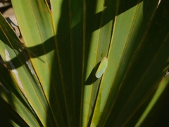 Ormenaria rufifascia