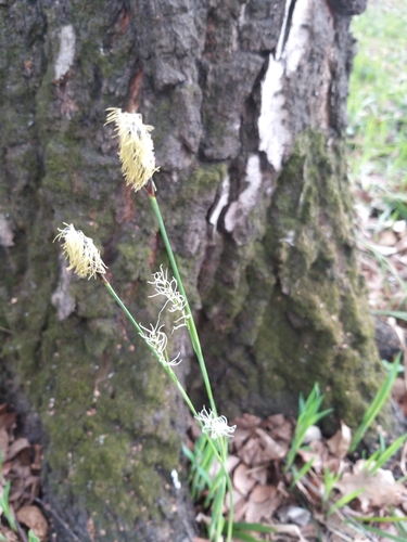 Carex pilosa iNat (3)