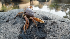 Pseudothelphusa dugesi