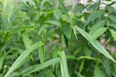 Dichanthelium latifolium