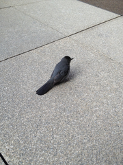 Dumetella carolinensis