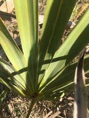 Ormenaria rufifascia