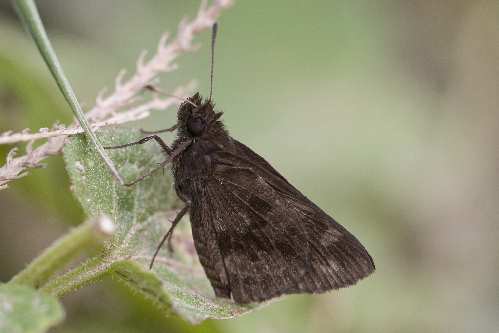 Vidius similis