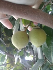 Melicoccus oliviformis