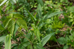 Dichanthelium latifolium