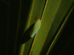 Ormenaria rufifascia