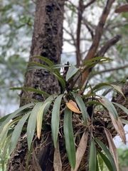 Brassia verrucosa