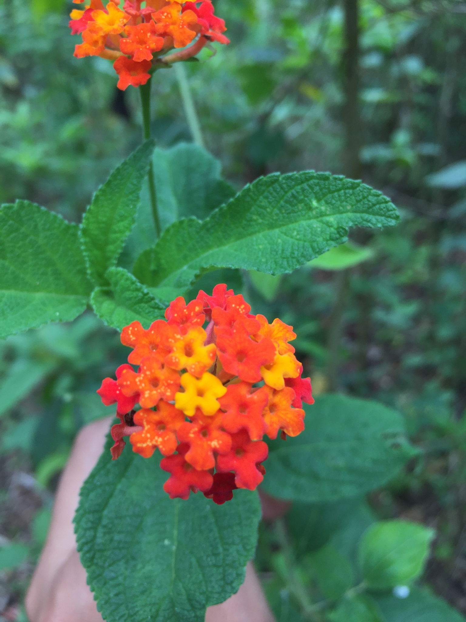 Lantana horrida