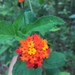 Lantana horrida - Photo (c) wilichankin, some rights reserved (CC BY-NC)