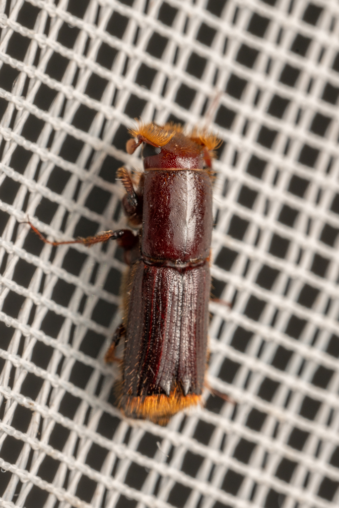 Tesserocerus belti