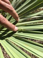 Ormenaria rufifascia