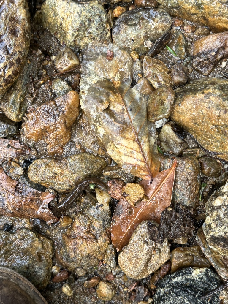 Dusky Salamanders from Pisgah National Forest, Candler, NC, US on March ...