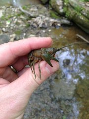 Cambarus carinirostris