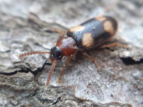 Mycetophagus fulvicollis