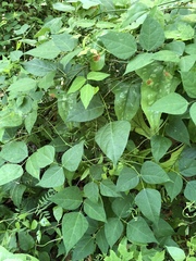 Phaseolus polystachios