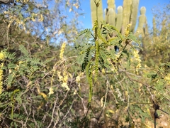 Prosopis articulata