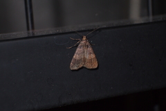 Hydrillodes lentalis