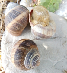 Helix cincta