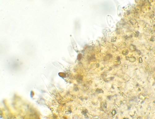 Psathyrella (Photo 6 of 12)