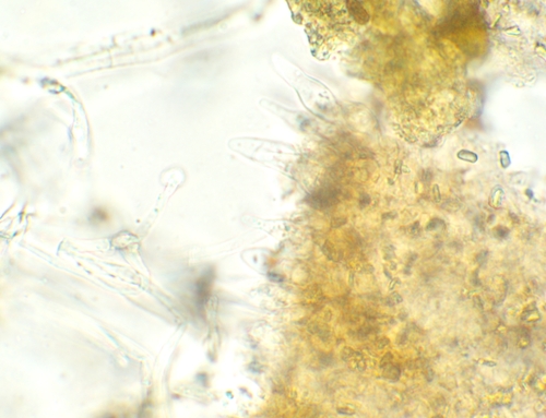 Psathyrella (Photo 7 of 12)
